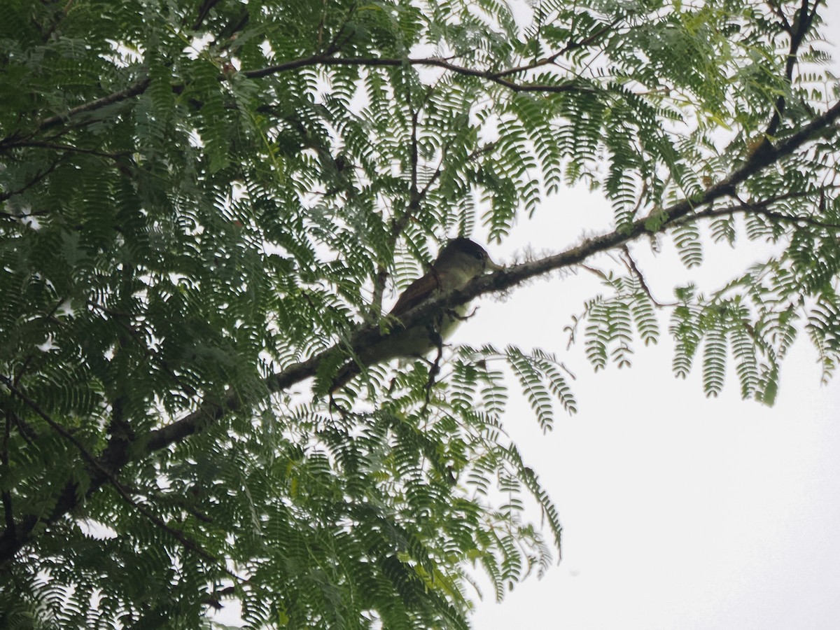 White-winged Becard - ML653888586