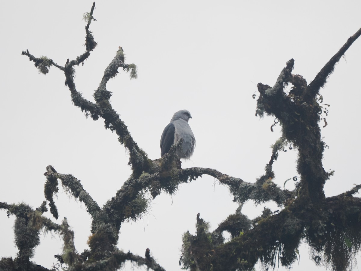 Plumbeous Kite - ML653888607