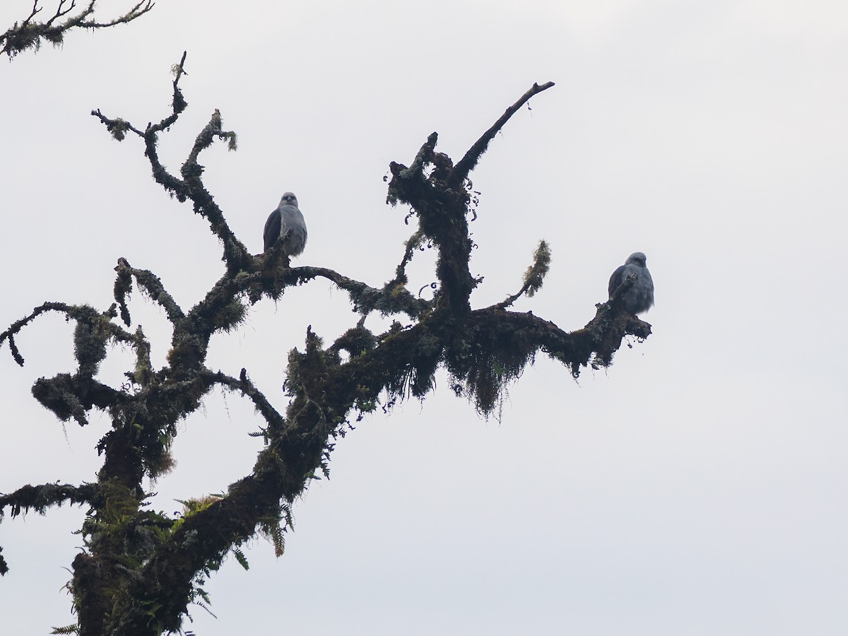 Plumbeous Kite - ML653888608