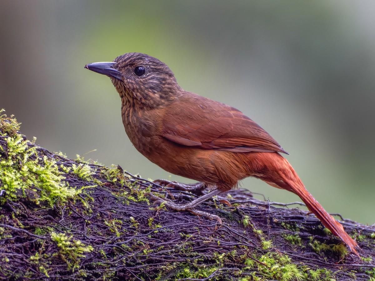 Streak-capped Treehunter - Thripadectes virgaticeps - Birds of the World