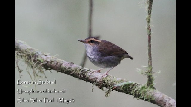 Bornean Stubtail - ML653890189
