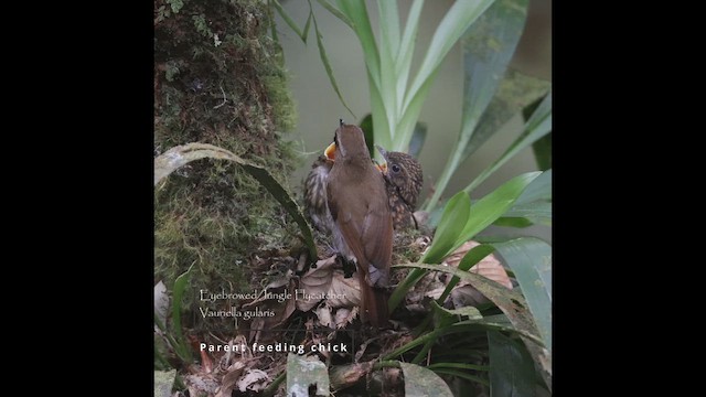 Eyebrowed Jungle Flycatcher - ML653890349