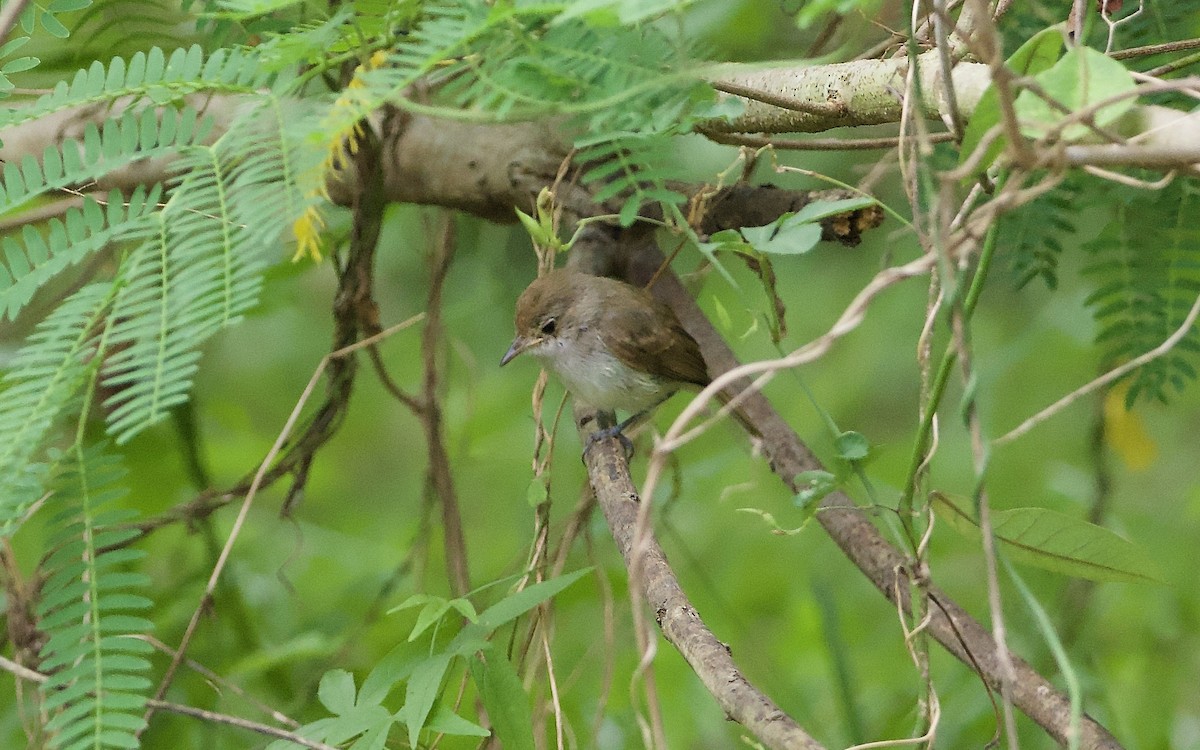 Fulvous-crowned Scrub-Tyrant - ML653891705