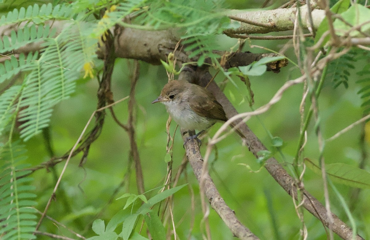 Fulvous-crowned Scrub-Tyrant - ML653891706