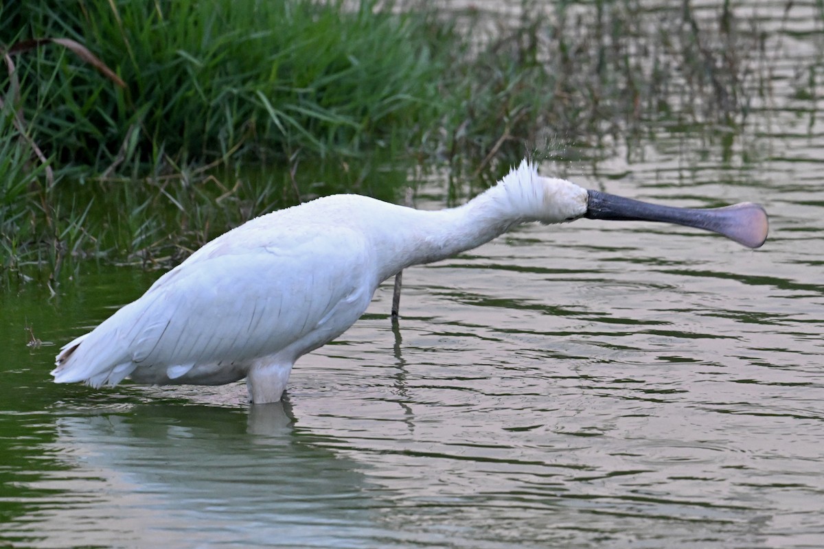 Espátula Común - ML653891911