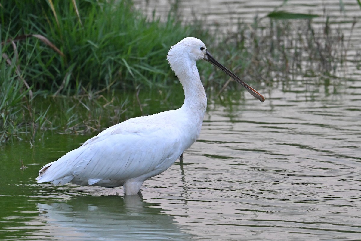 Espátula Común - ML653891912