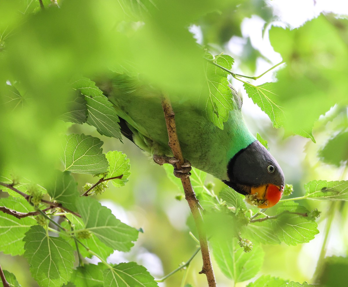 himalayaparakitt - ML653893606