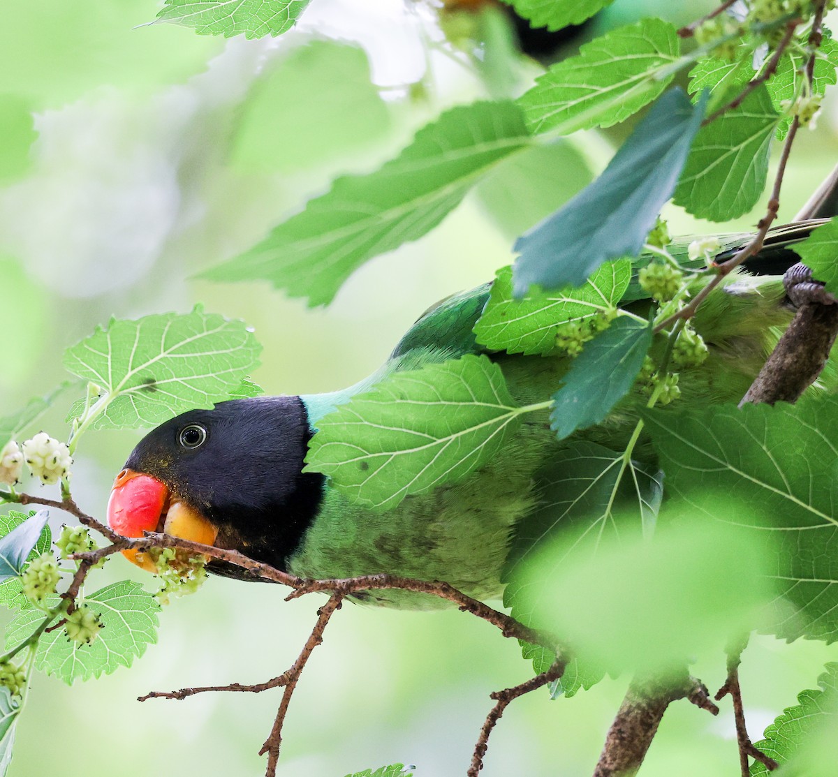 himalayaparakitt - ML653893607