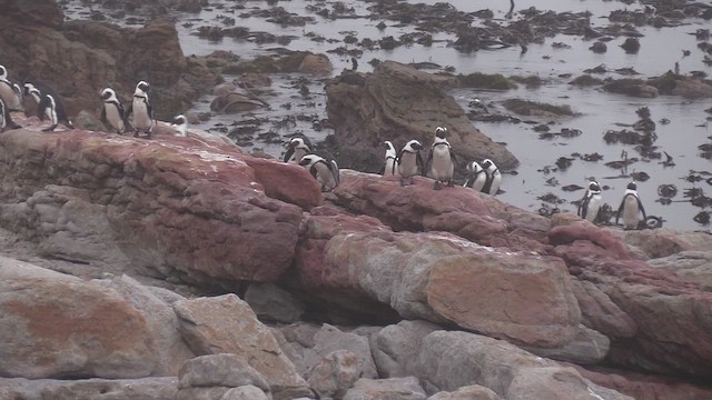African Penguin - ML653894014