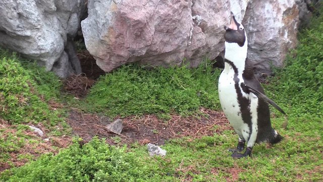 African Penguin - ML653894263