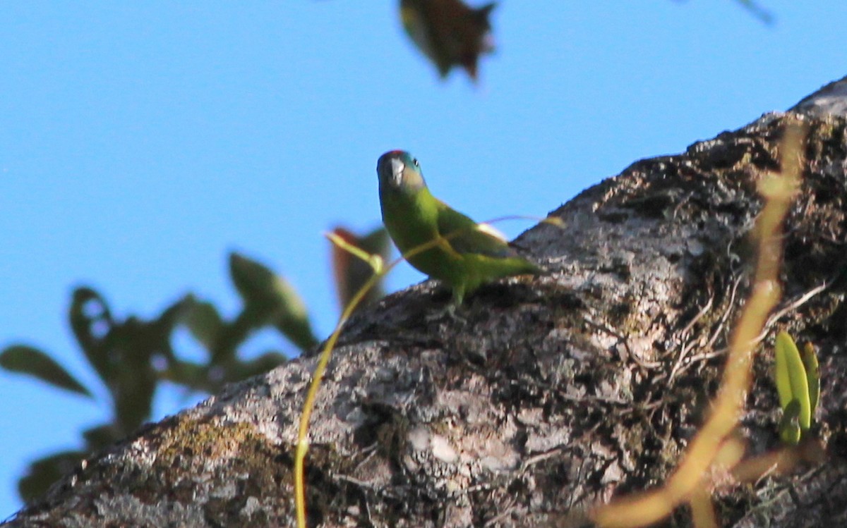 Double-eyed Fig-Parrot - ML65389481