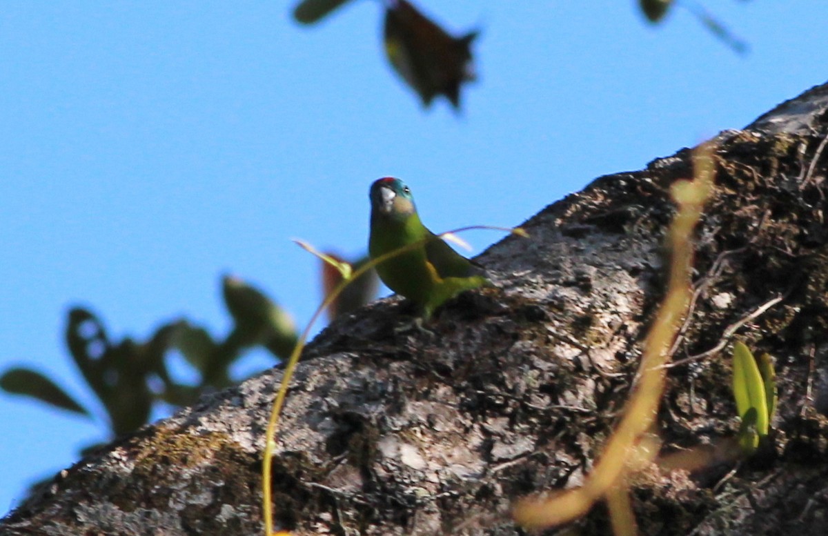 Double-eyed Fig-Parrot - ML65389501