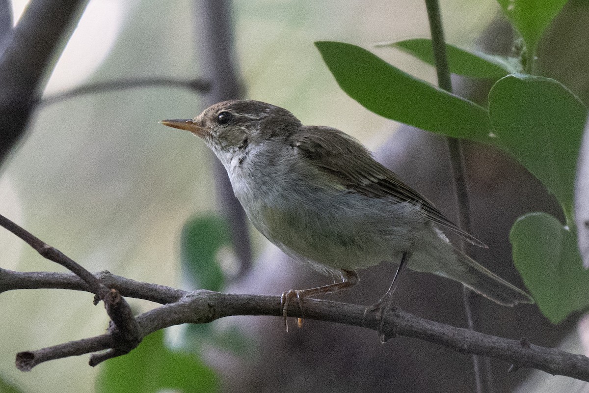 Mosquitero Boreal - ML653895581