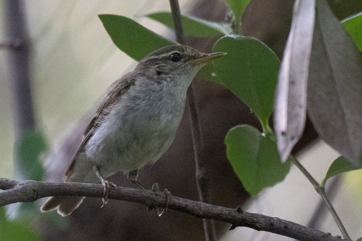 Mosquitero Boreal - ML653895582