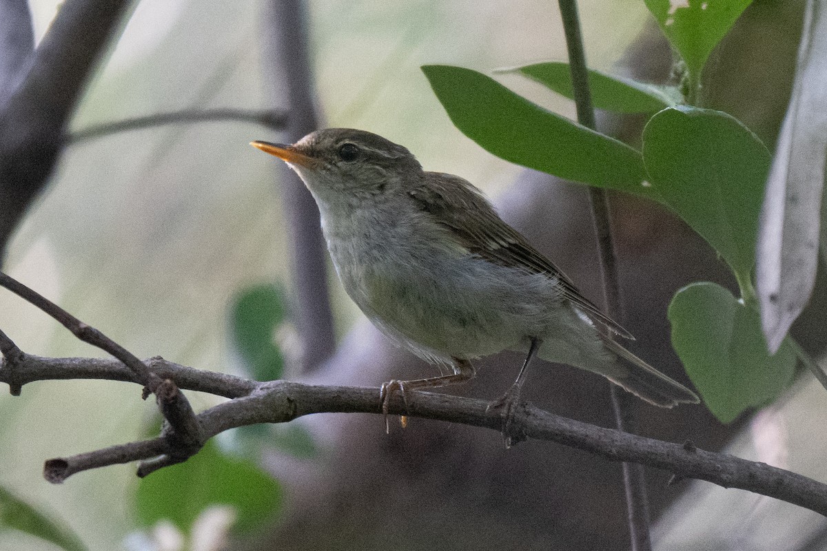 Mosquitero Boreal - ML653895583