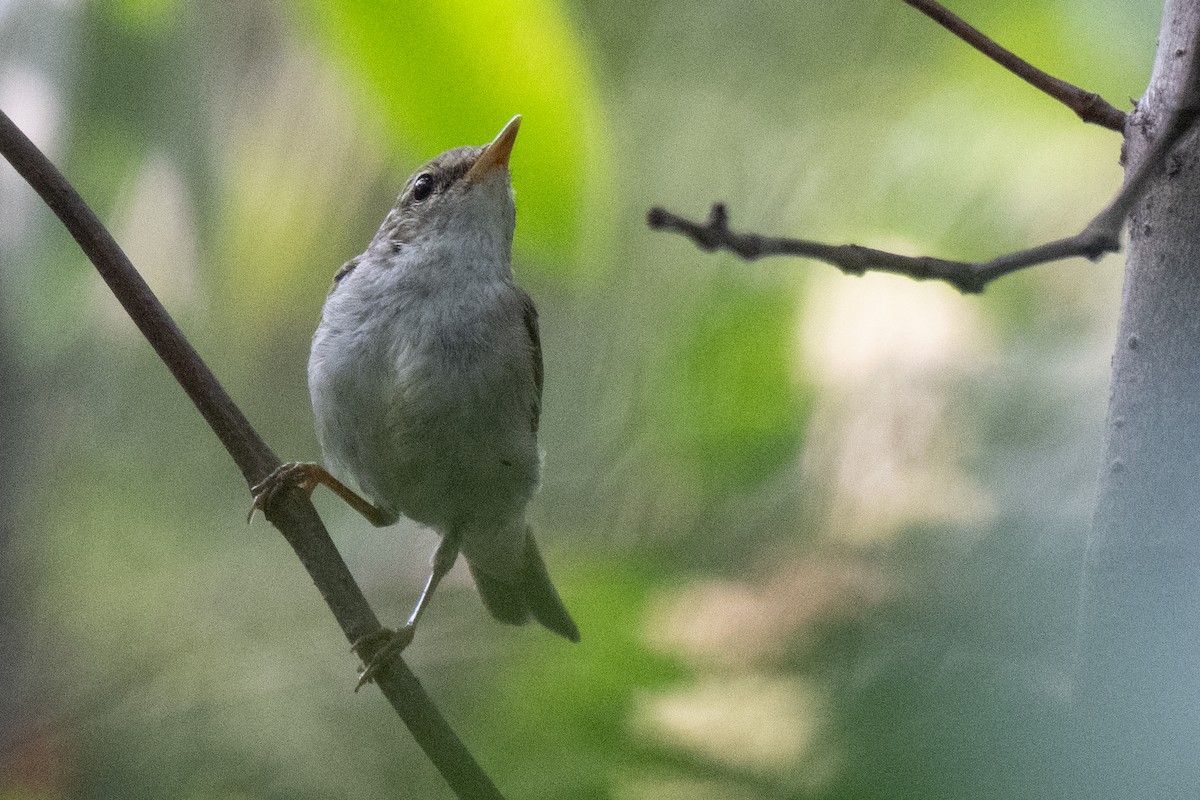 Mosquitero Boreal - ML653895584