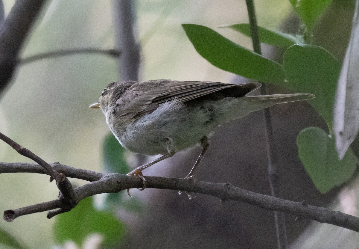 Mosquitero Boreal - ML653895585