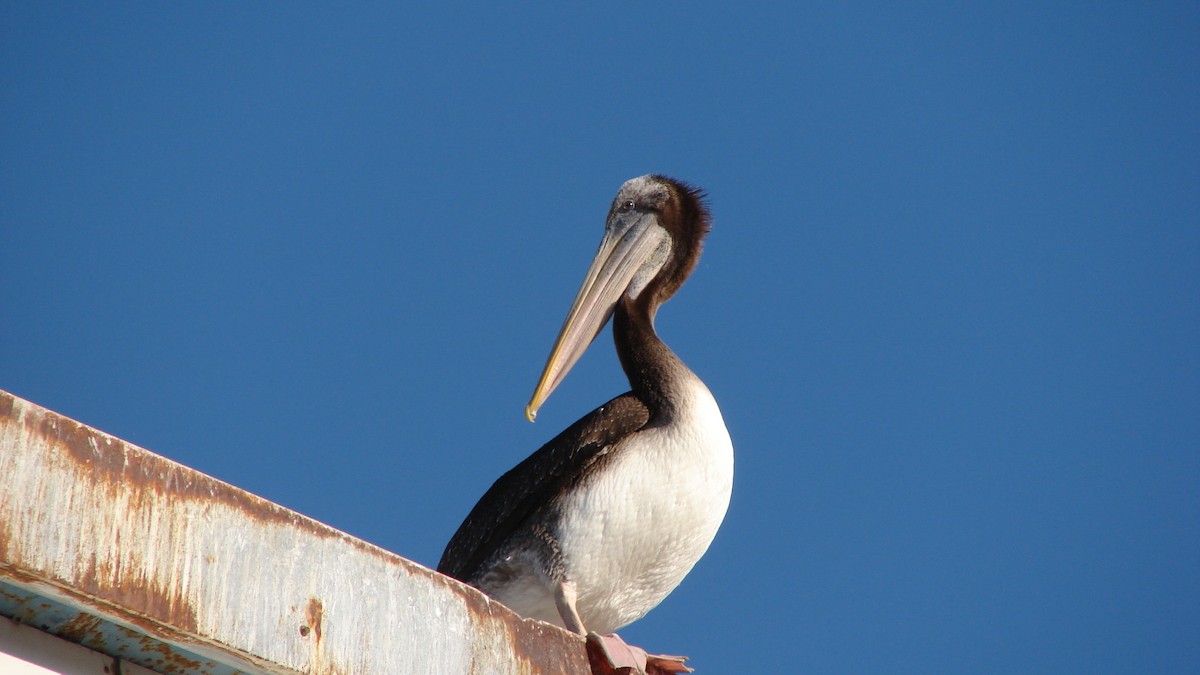 Peruvian Pelican - ML65389731
