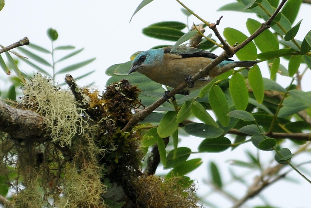 Dacnis à pattes noires - ML653899717