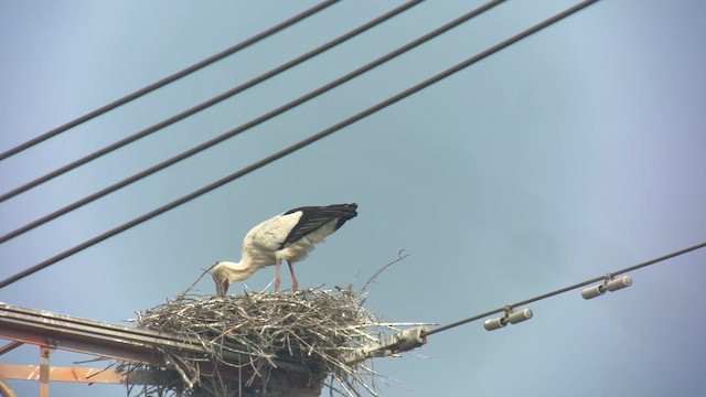 Oriental Stork - ML653899726