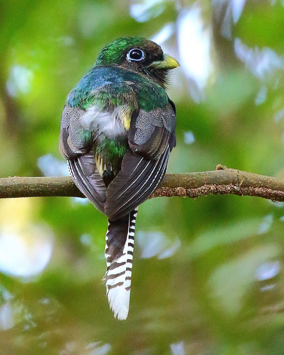 Northern Black-throated Trogon - ML65390021