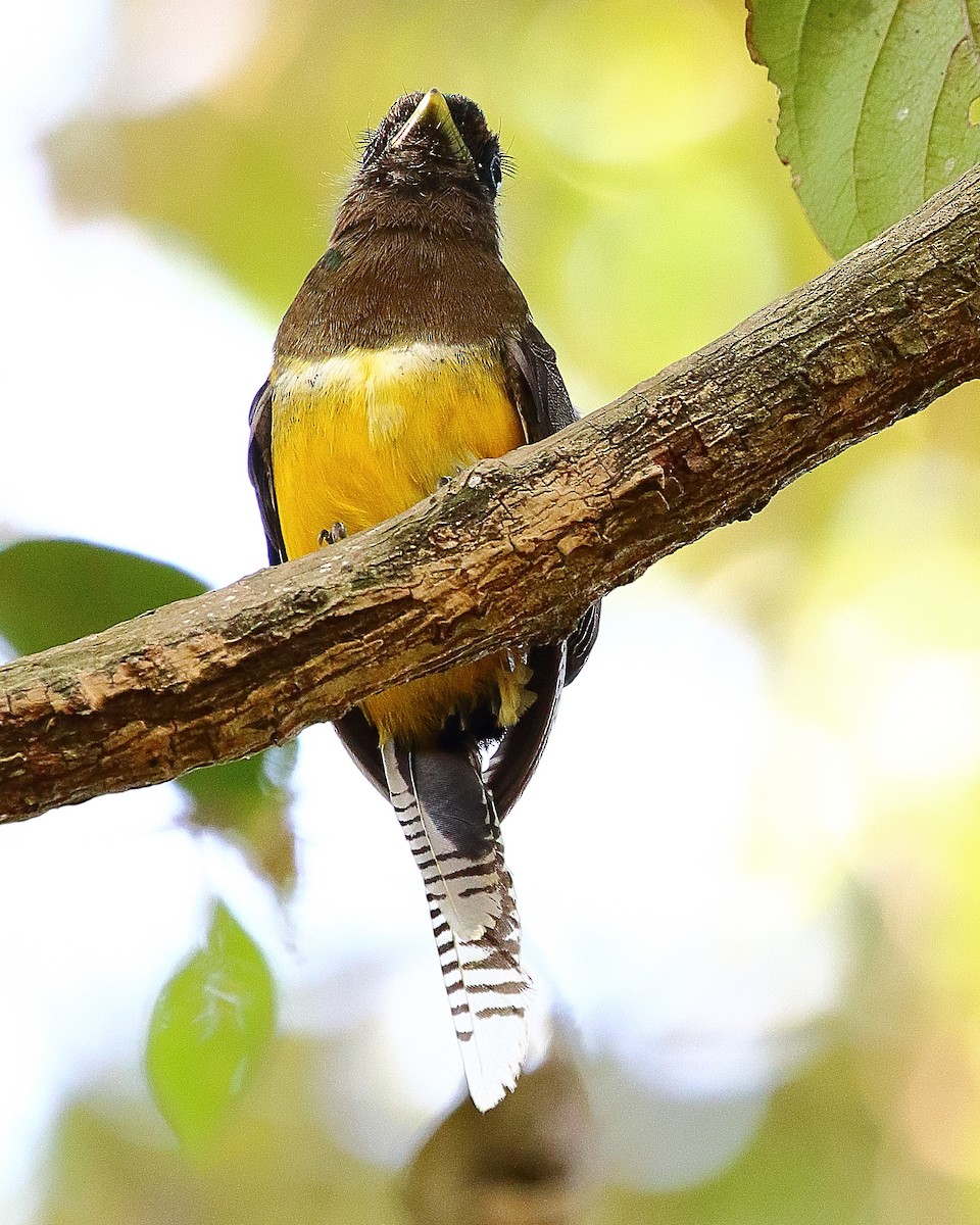 Northern Black-throated Trogon - ML65390041