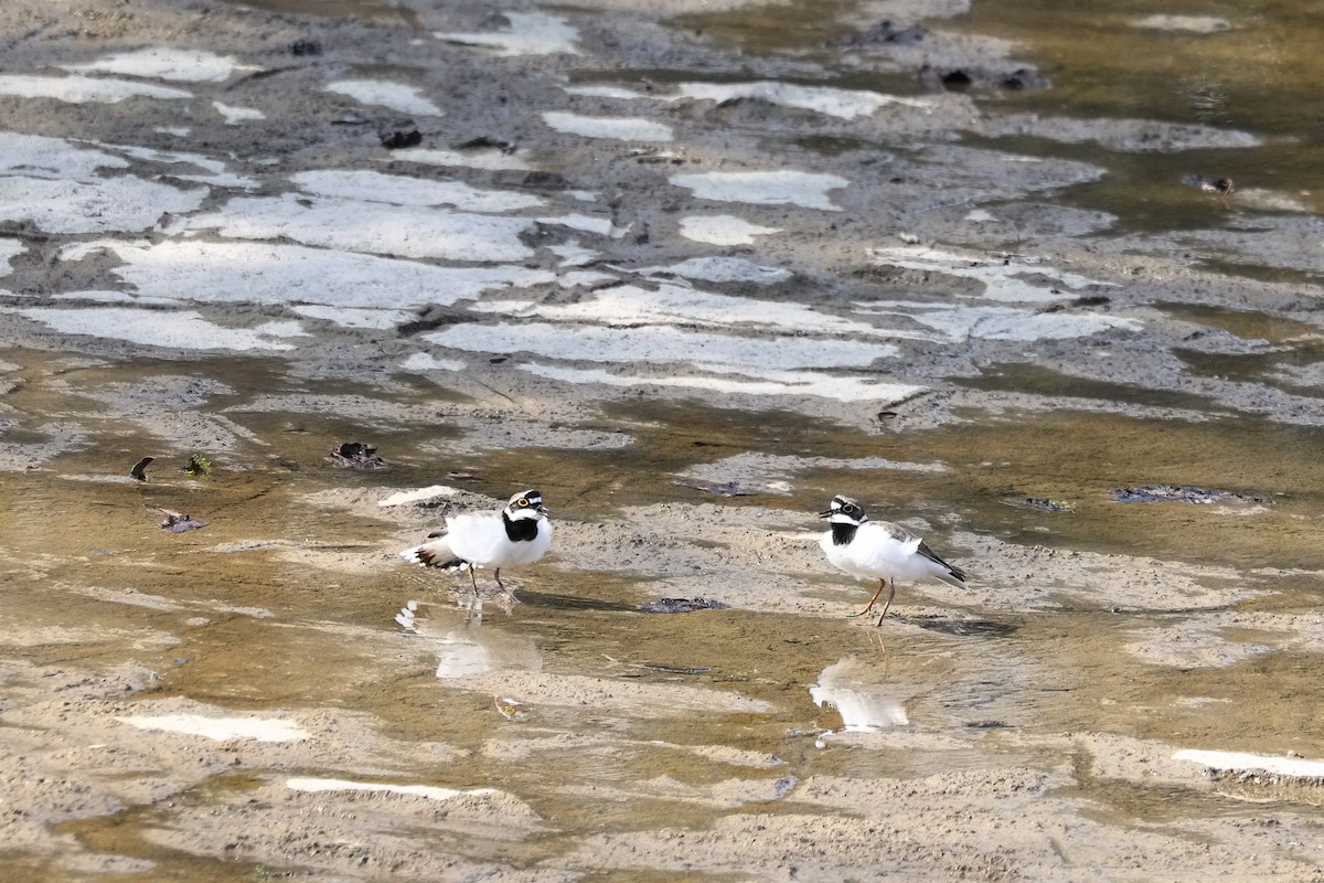 Flussregenpfeifer - ML653900517