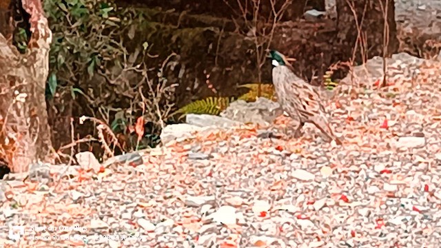 Koklass Pheasant - ML653901171