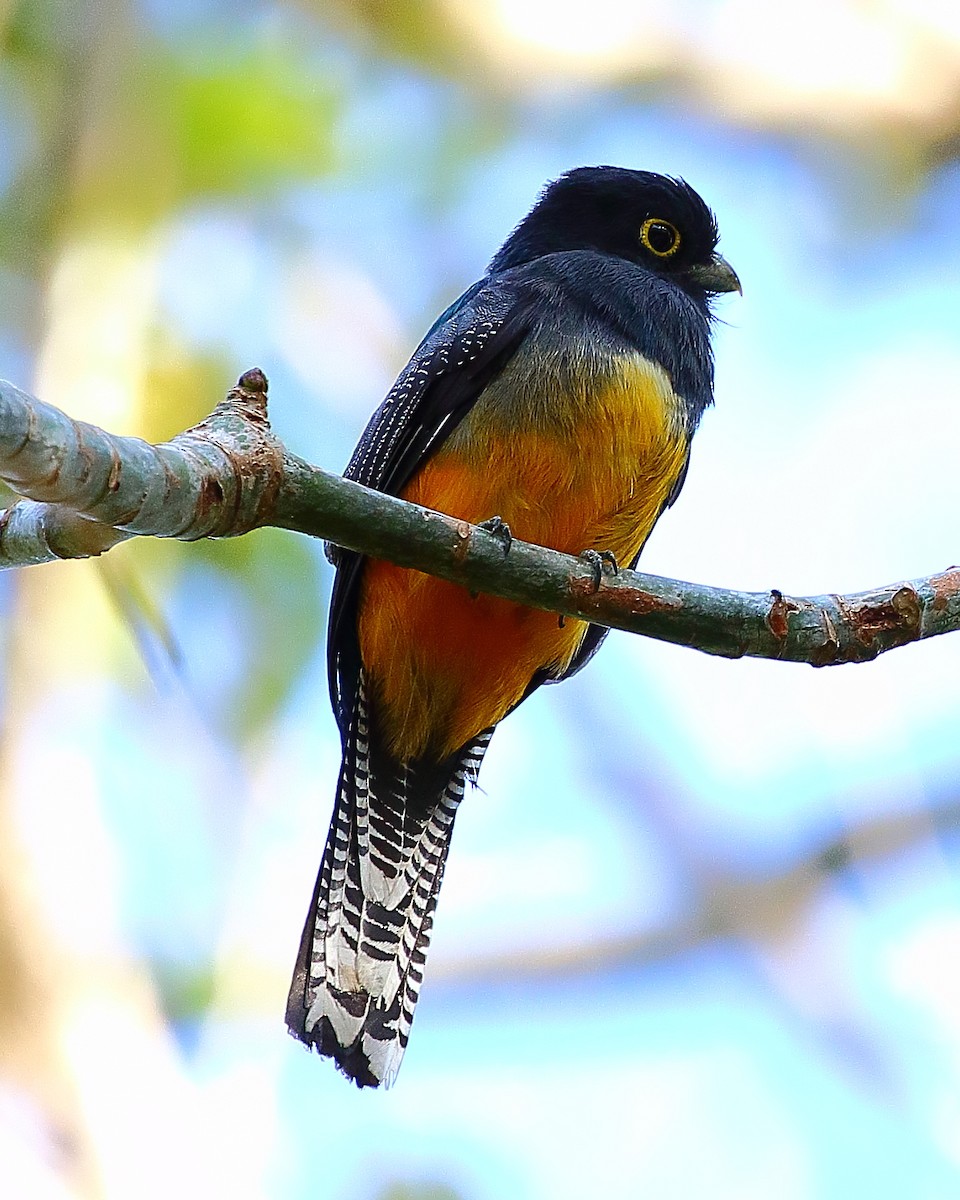 trogon podvazkový - ML65390261