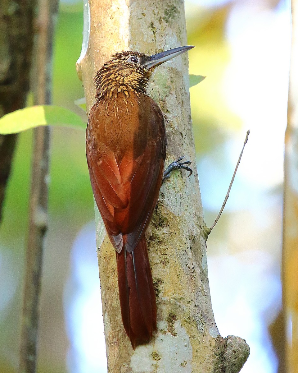 Cocoa Woodcreeper - ML65390411