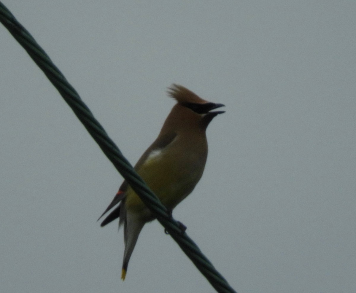 Cedar Waxwing - ML65390601