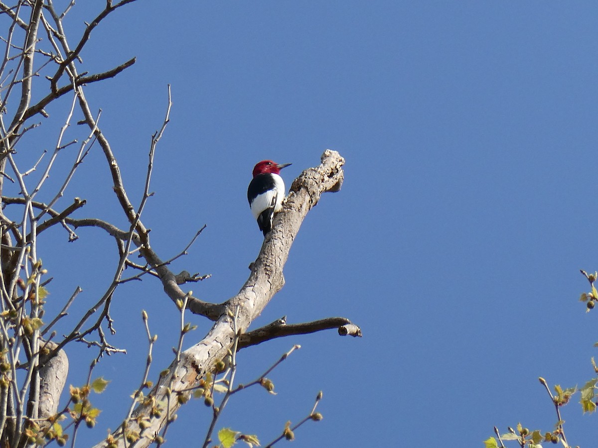 Red-headed Woodpecker - ML653906727