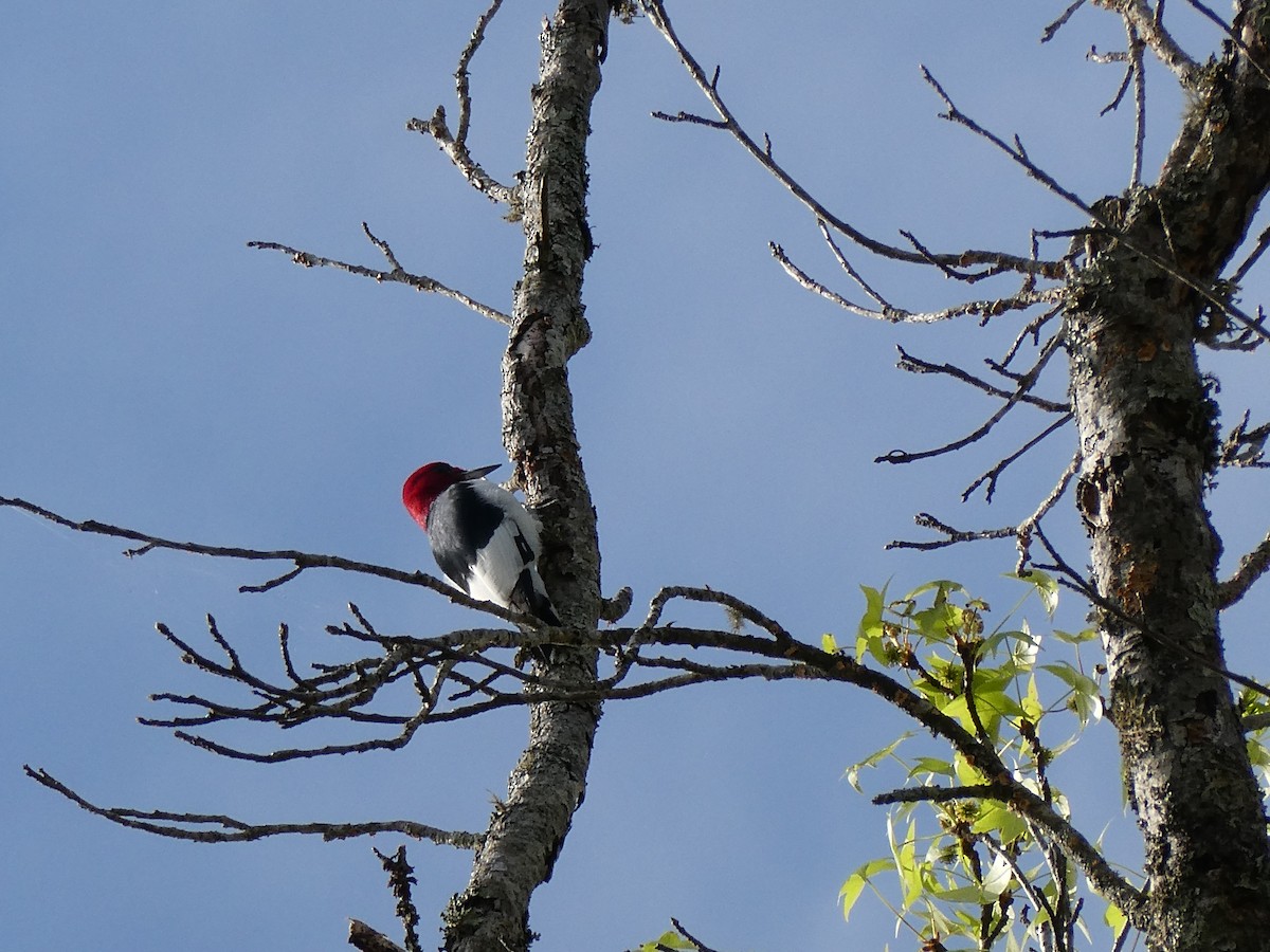 Red-headed Woodpecker - ML653906738
