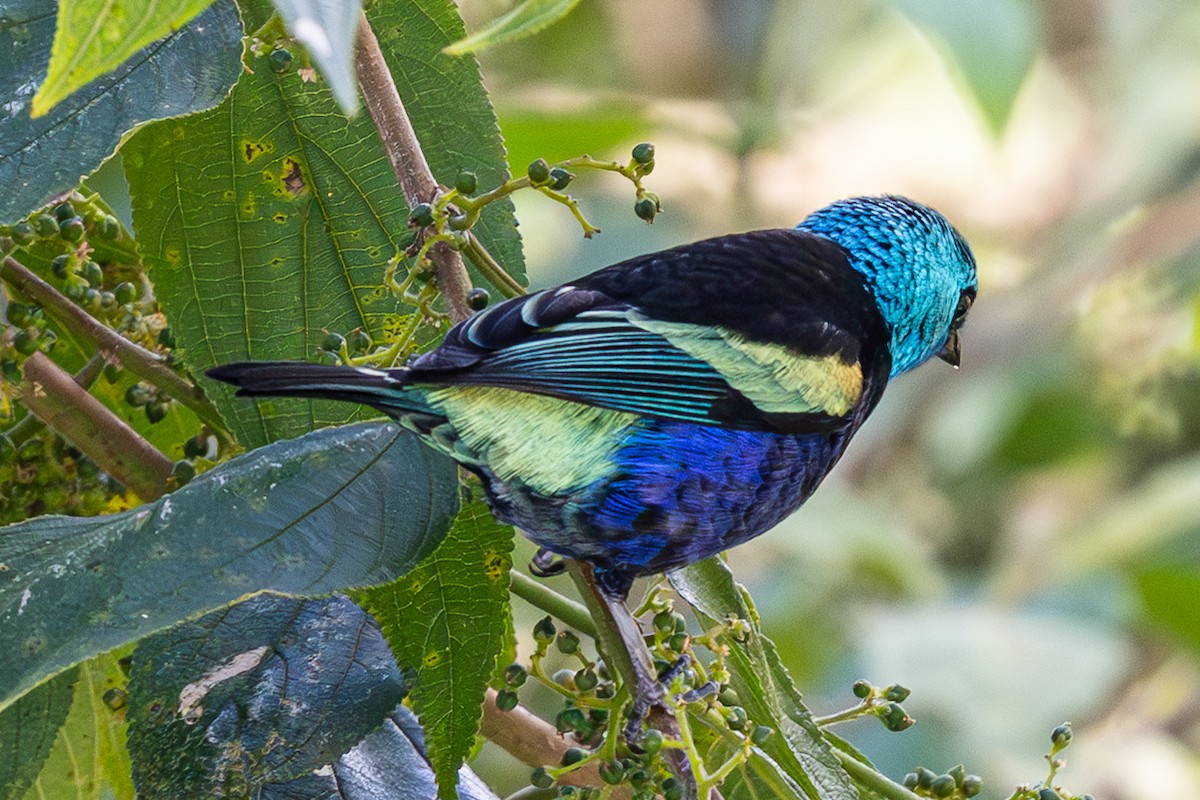 Blue-necked Tanager - ML653907652