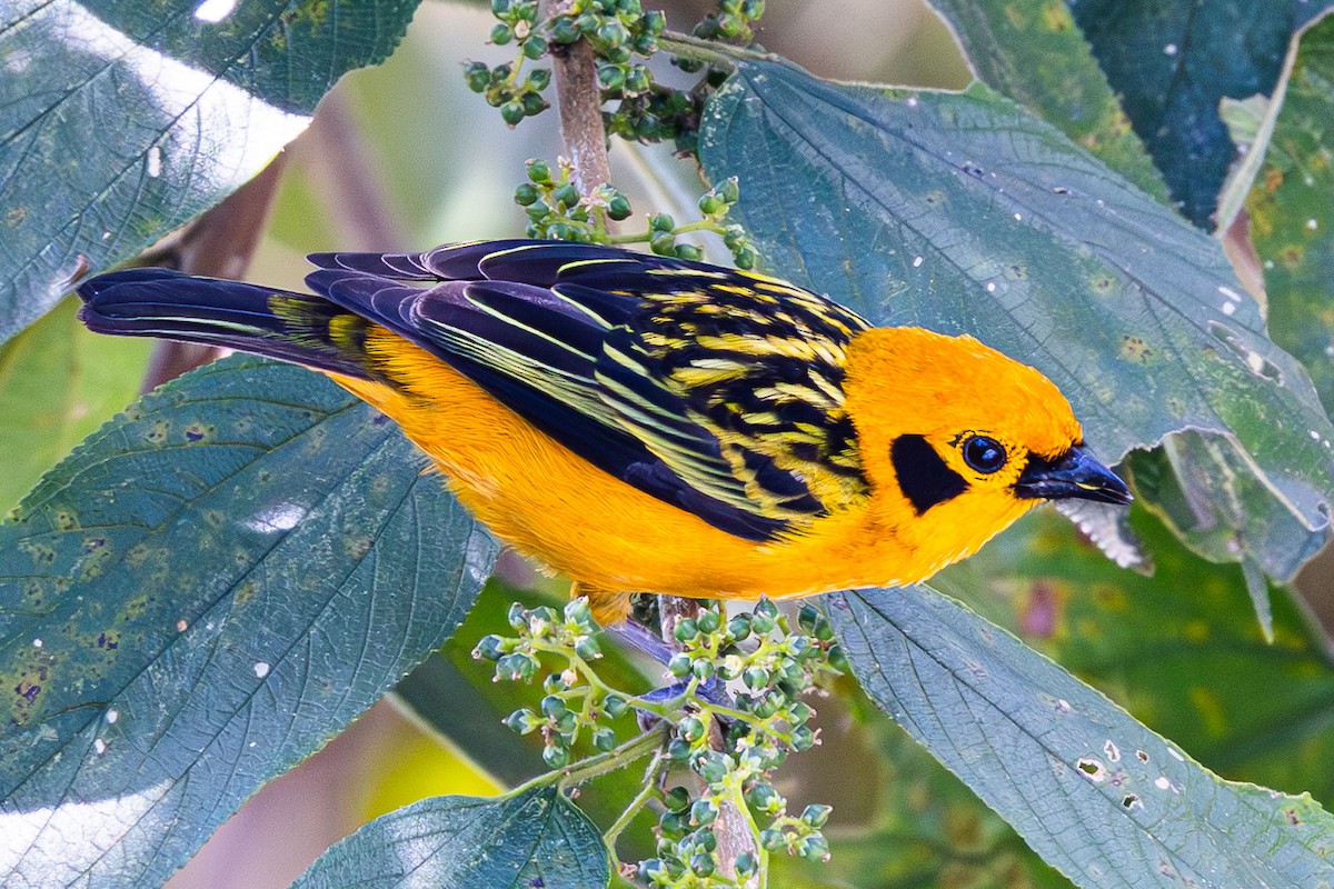 Golden Tanager - ML653907657