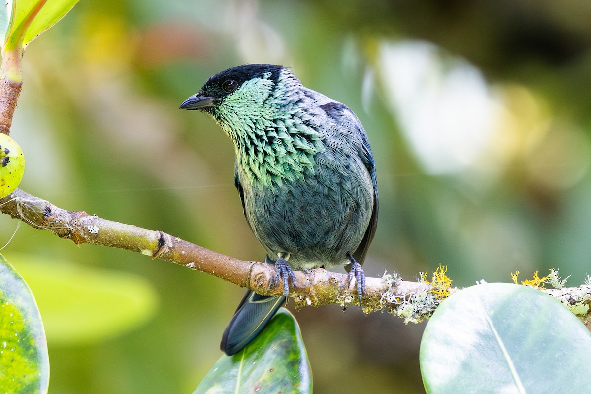 Black-capped Tanager - ML653907721