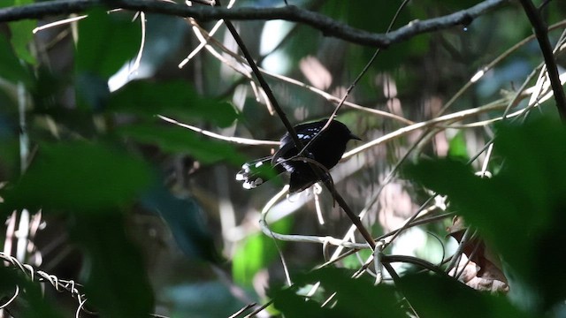Dot-winged Antwren - ML653907904
