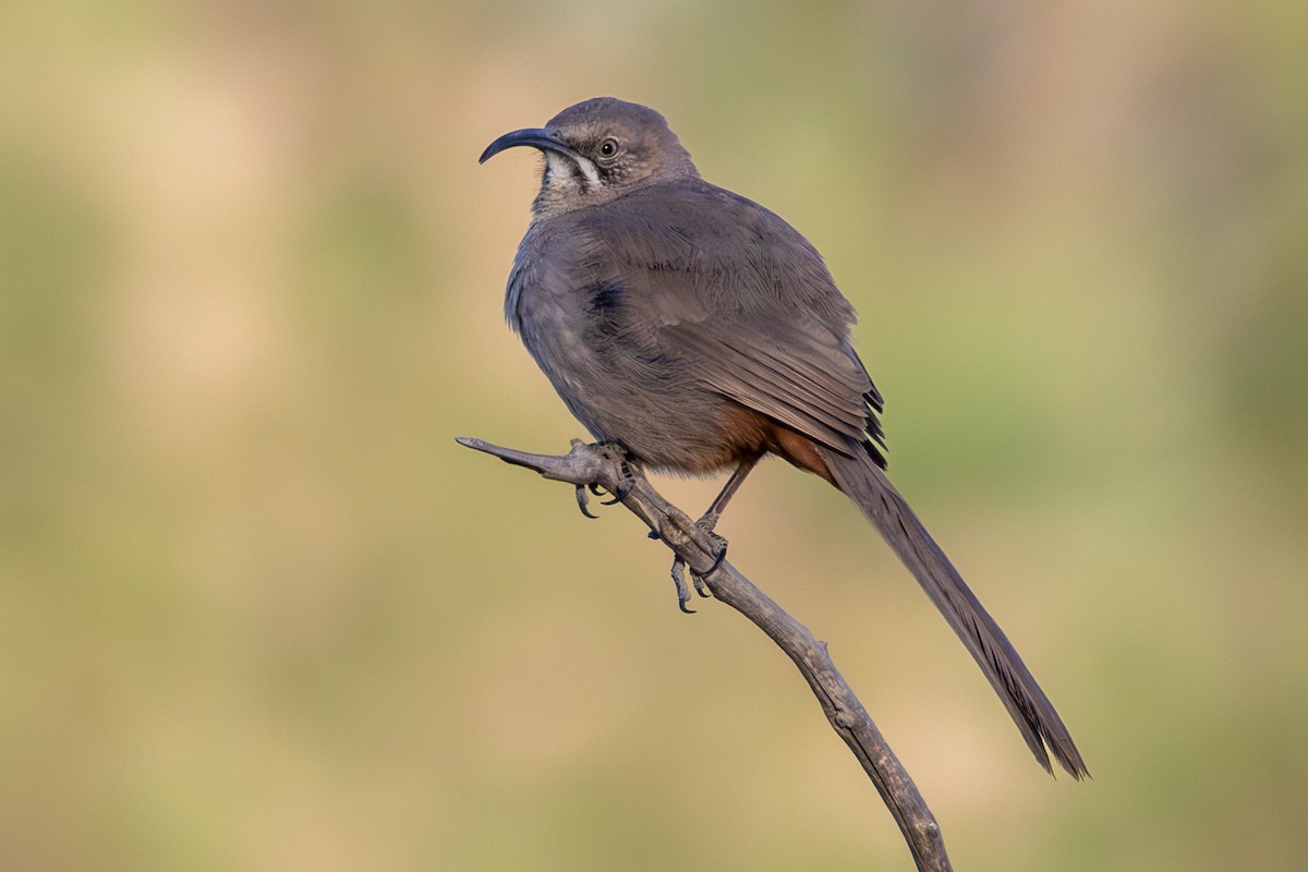 Crissal Thrasher - ML653909631