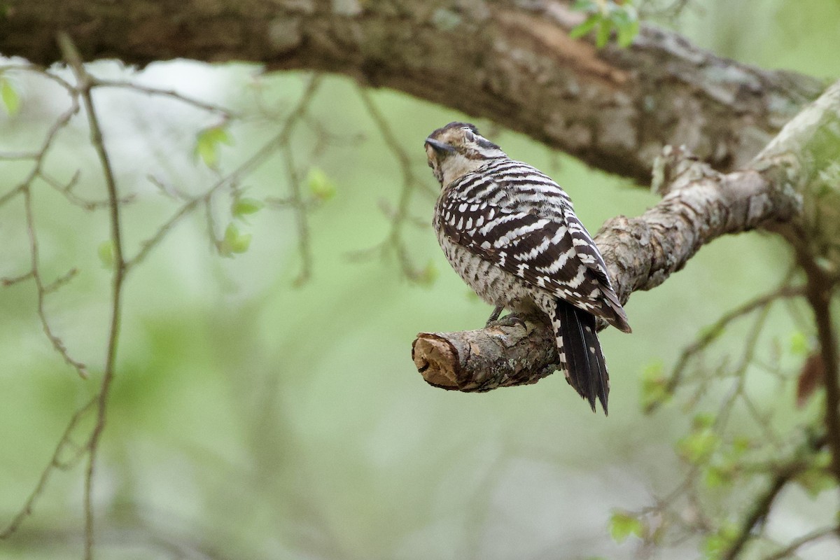 leiderspett - ML653909794