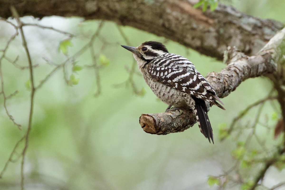 leiderspett - ML653909795