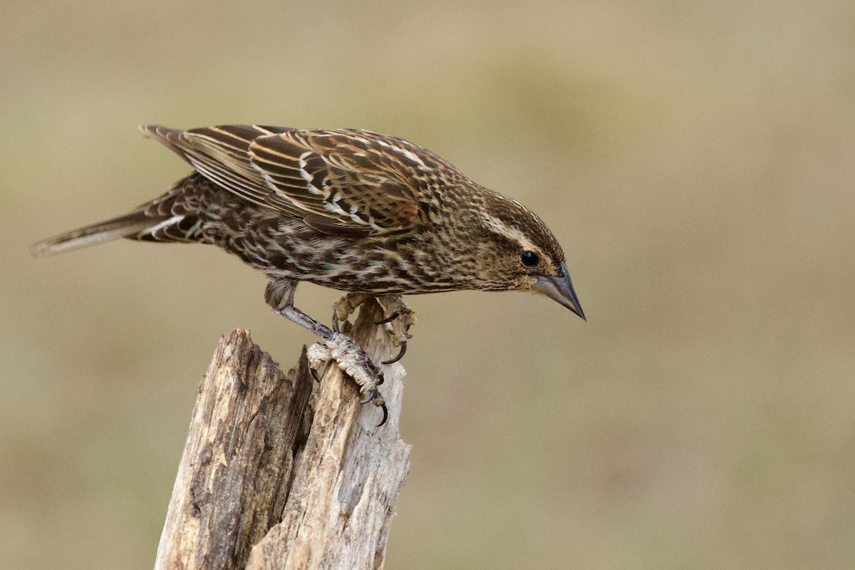 rødvingetrupial - ML653909815