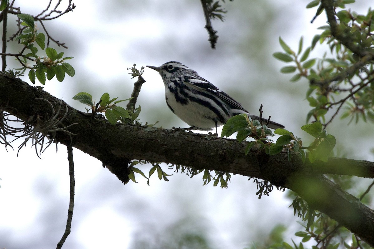 klatreparula - ML653909833