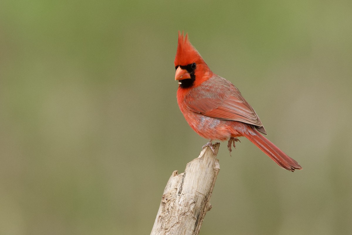 rødkardinal - ML653909853