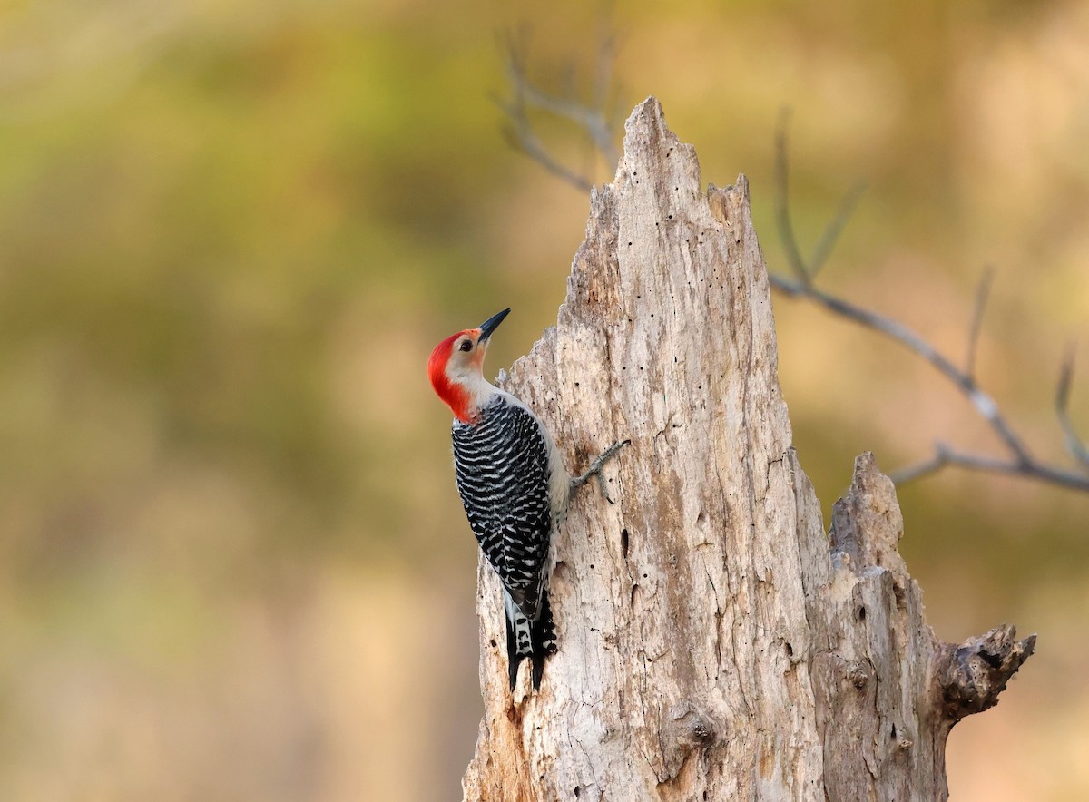 Carolinaspecht - ML653910341