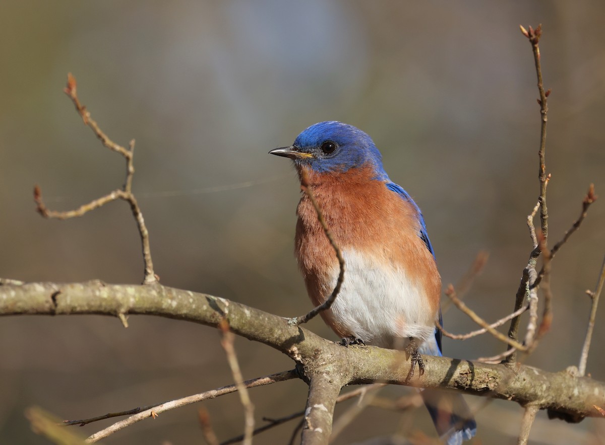 Rotkehl-Hüttensänger - ML653910389