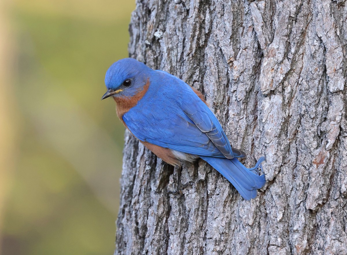 Rotkehl-Hüttensänger - ML653910390