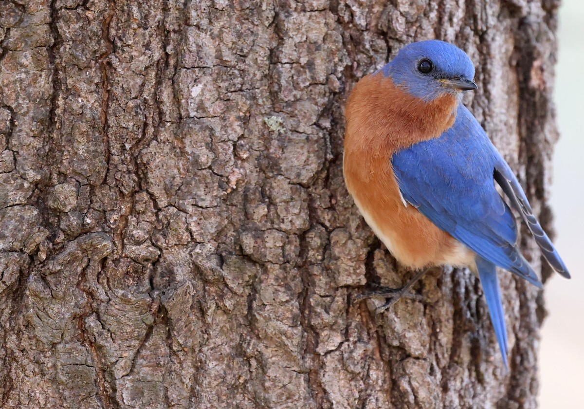 Rotkehl-Hüttensänger - ML653910392