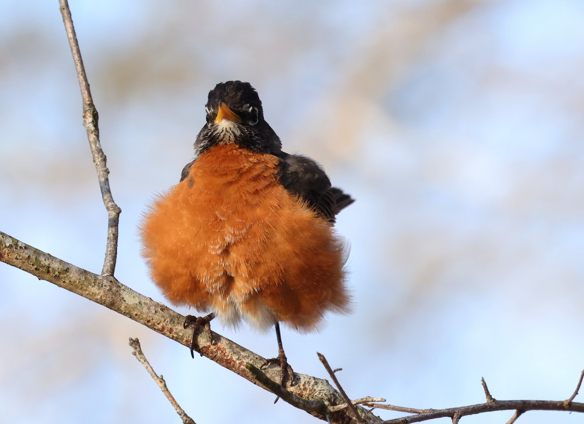 Wanderdrossel - ML653910402