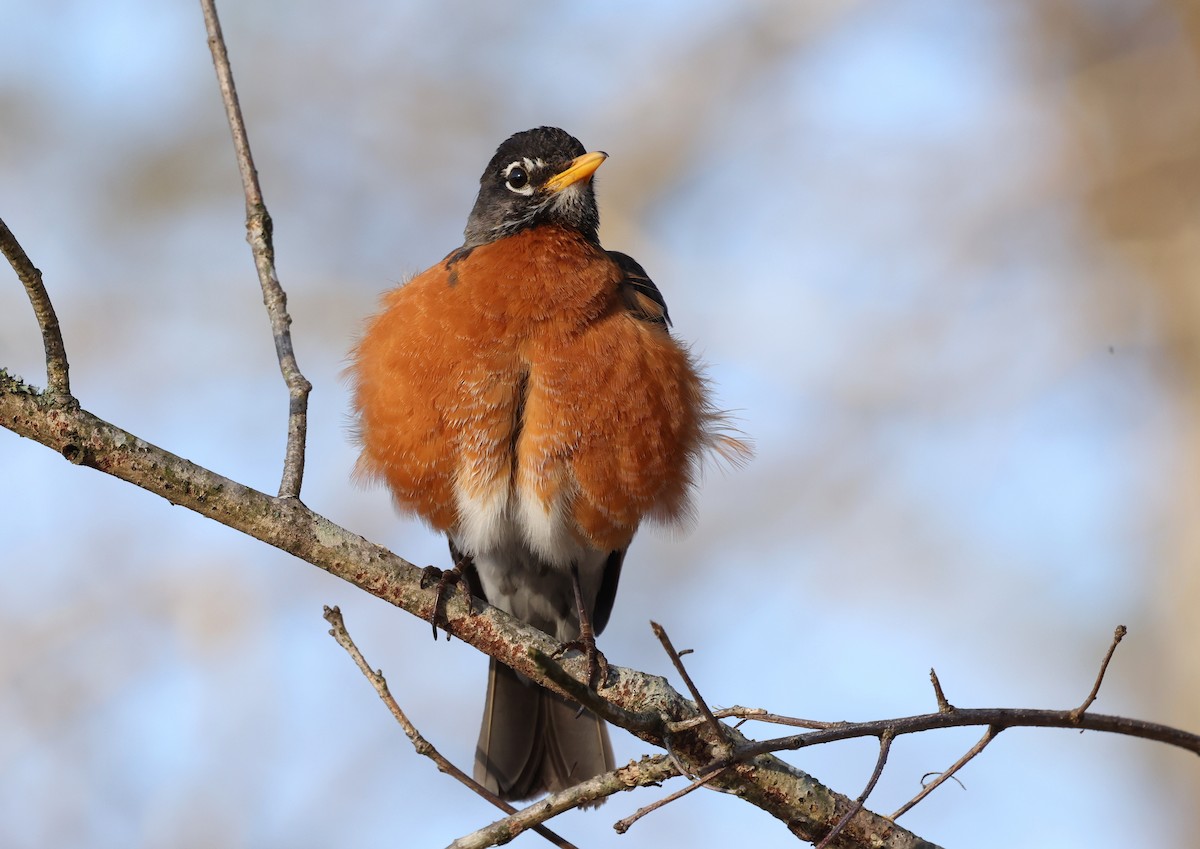 Wanderdrossel - ML653910404