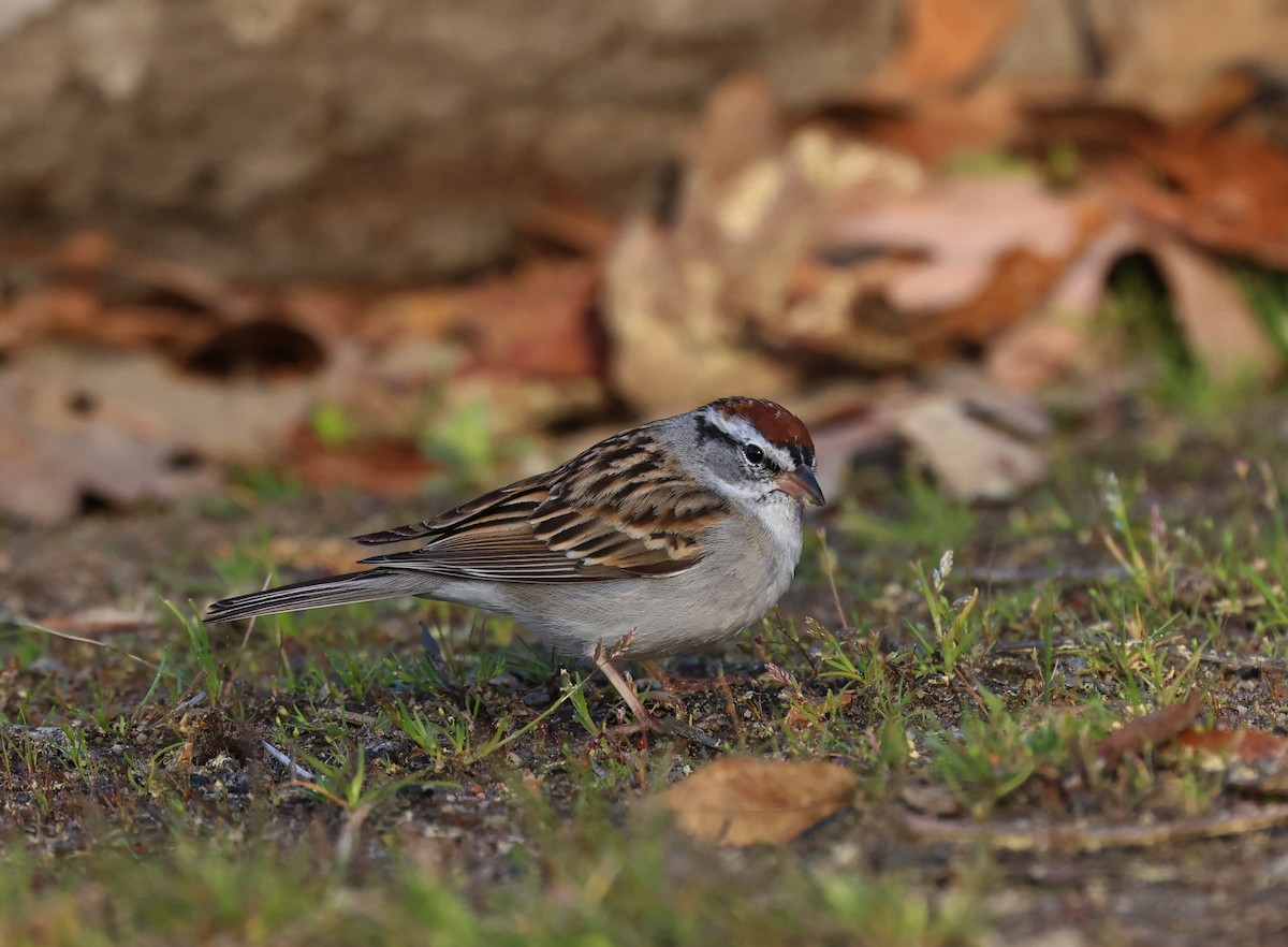 Schwirrammer - ML653910406